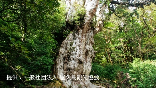 縄文杉