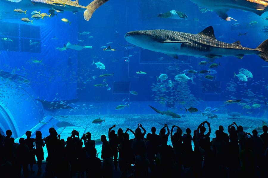 美ら海水族館♪