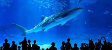 北部の人気観光スポット「美ら海水族館」