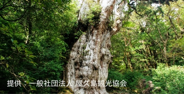 桜島