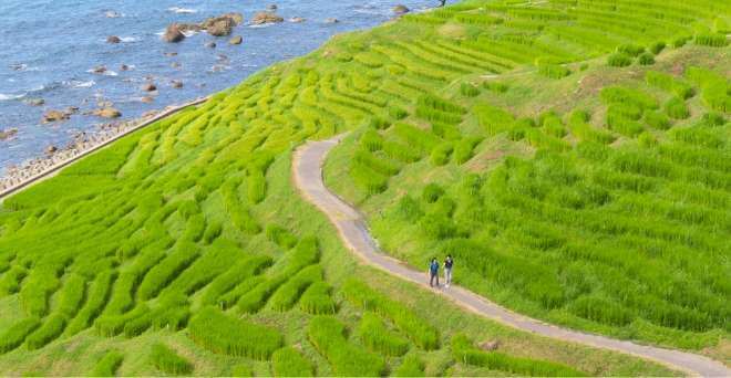 白米千枚田（しろよねせんまいだ）