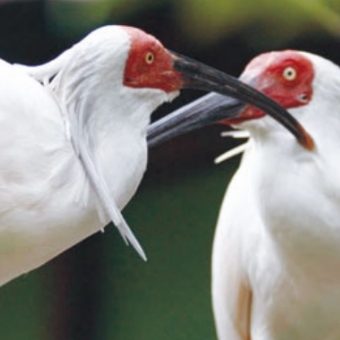 トキの森公園で、日本では佐渡にしか生息しない野鳥「朱鷺（トキ）」を観察！