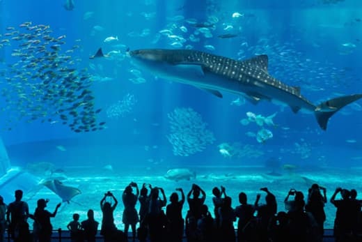 沖縄美ら海水族館