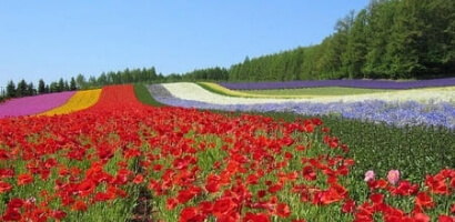 大自然の北海道をグルっと周遊できる！